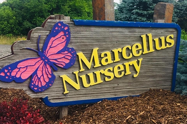 Marcellus Nursery